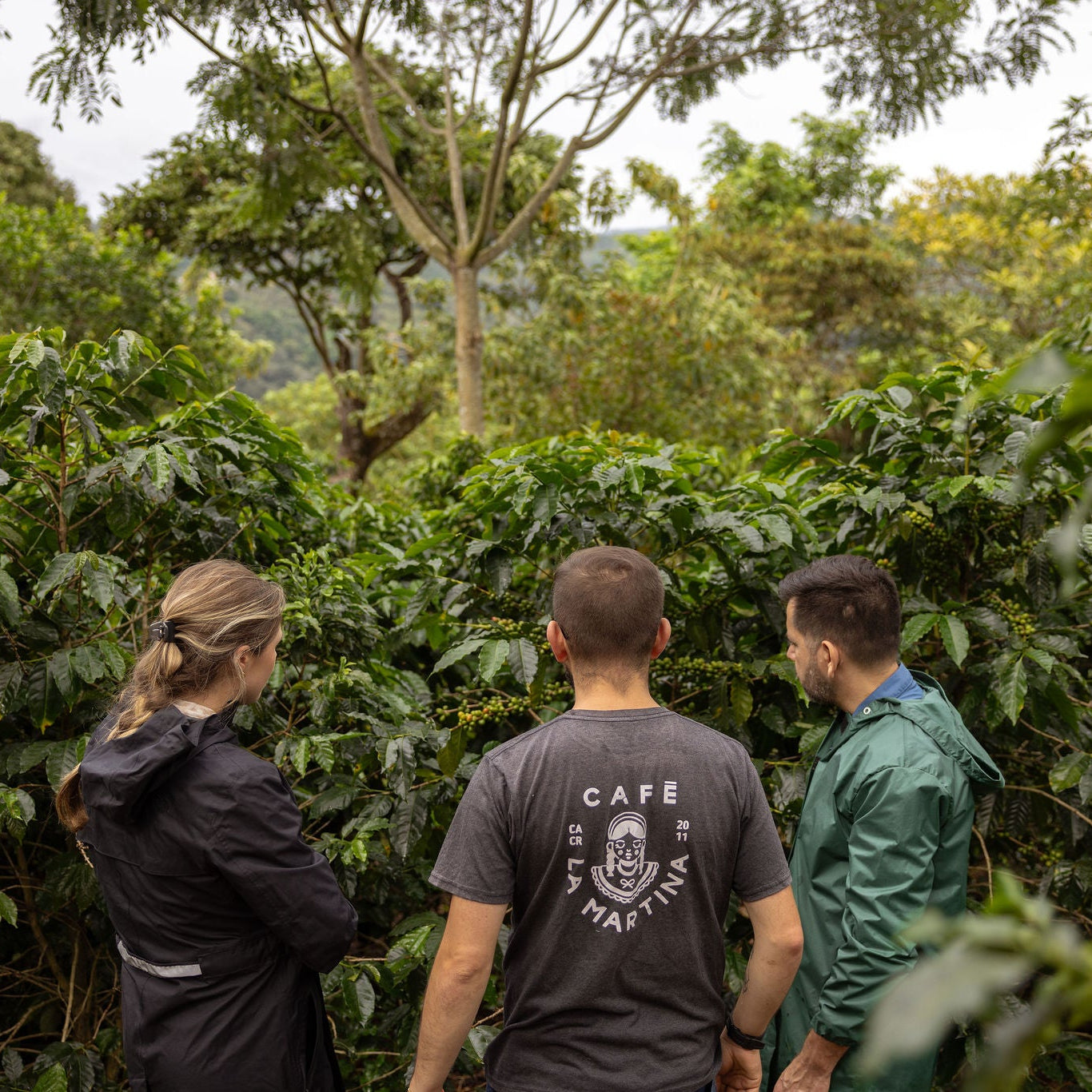 Three people standing among coffee trees on a farm, with one person wearing a 'Cafe' t-shirt.