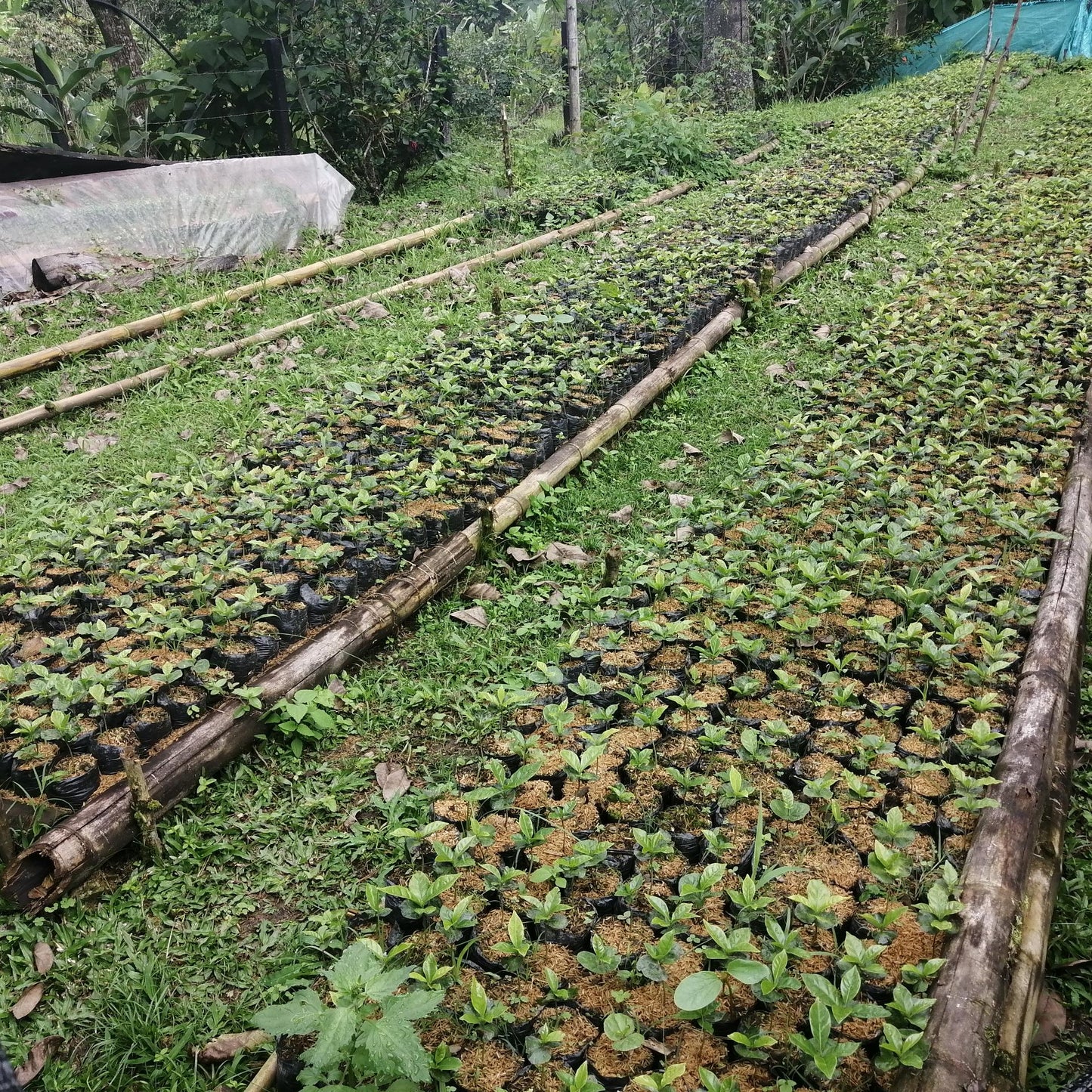 Colombia Decaf