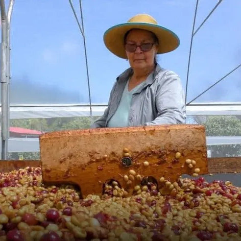 Person sorting coffee beans in a greenhouse