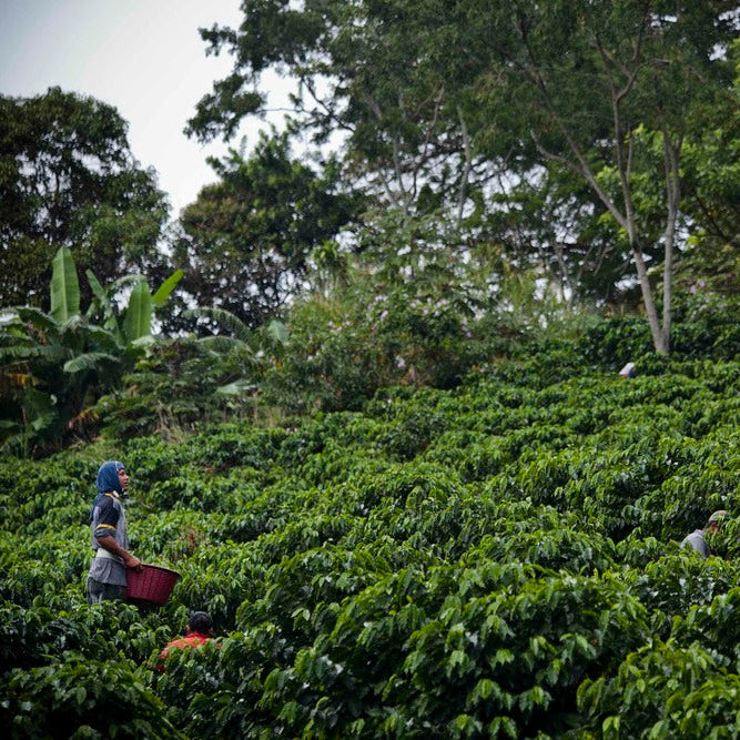Person working in a coffee plantation with trees and greenery in the background