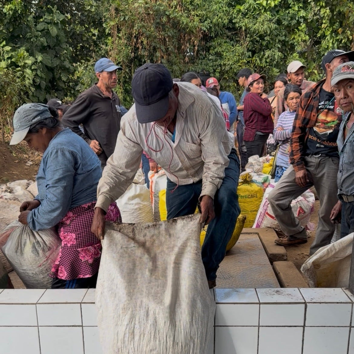 coffee picker pouring ripe coffee beans