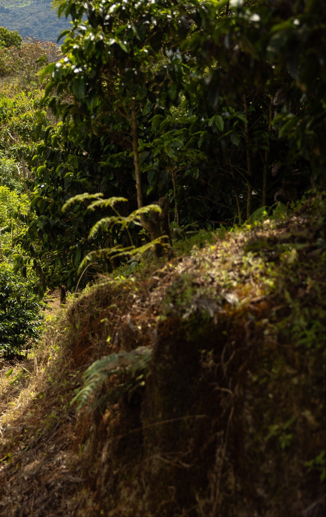 walking through coffee farm
