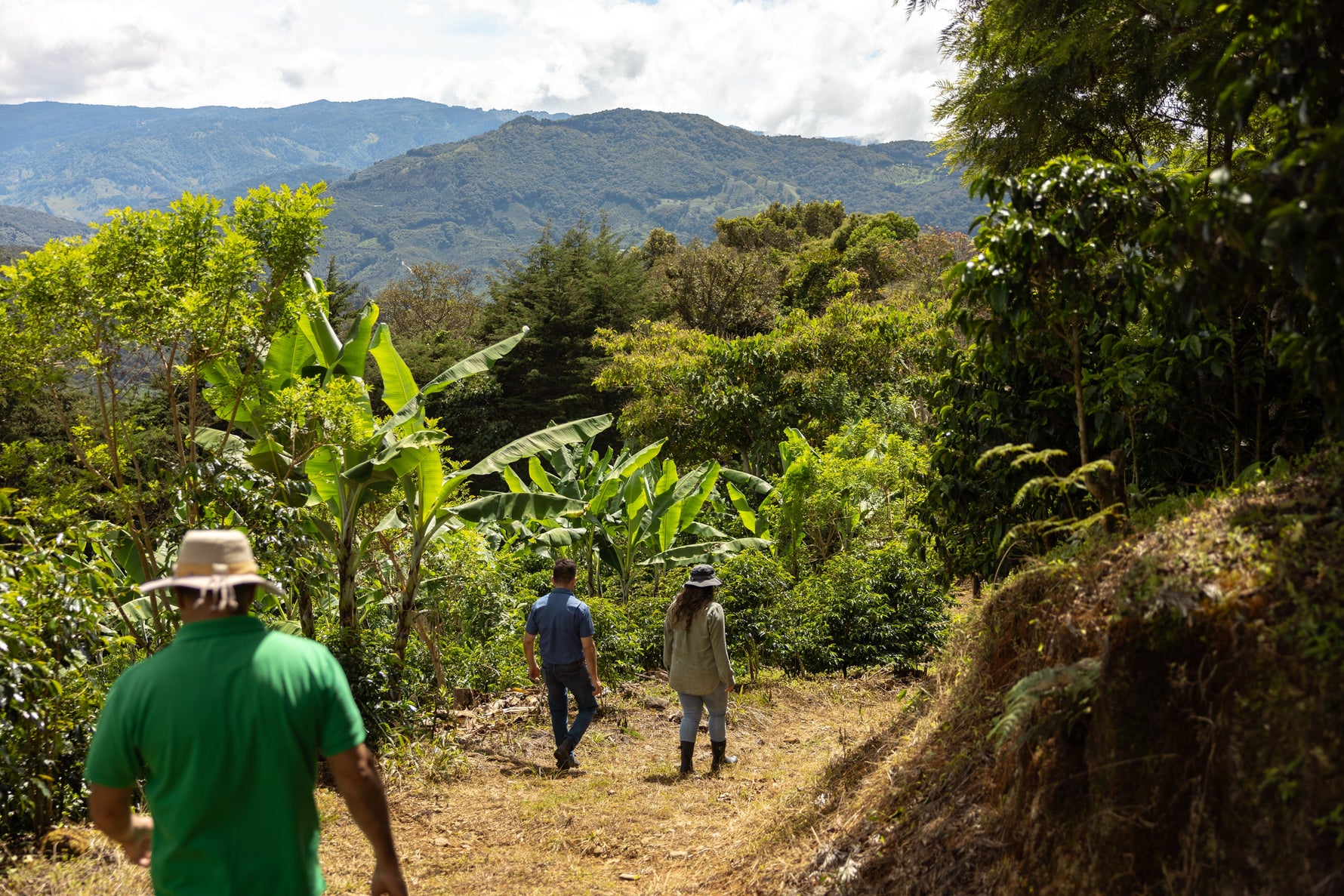 walking through coffee farm 