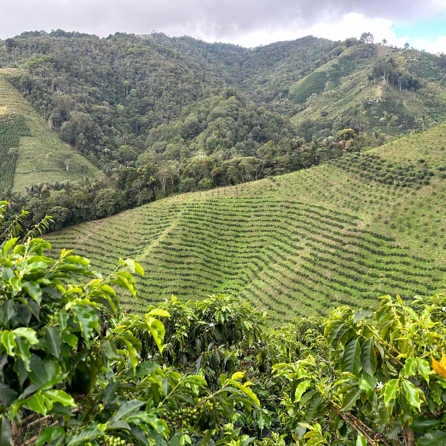 A scenic coffee farm of lush green mountains and terraced hillsides, with dense forested peaks in the background and bright green foliage in the foreground.