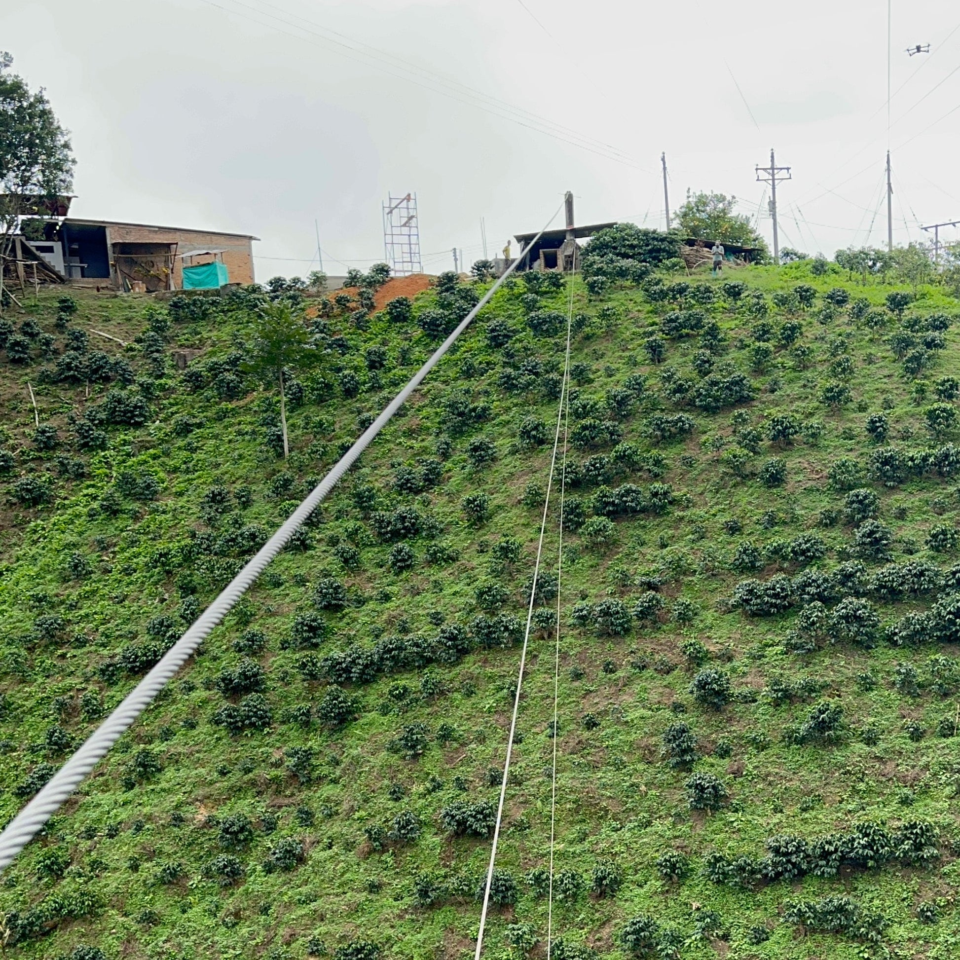 A steep green hillside covered in dense coffee trees, photographed outdoors under an overcast sky with utility poles and wires visible.