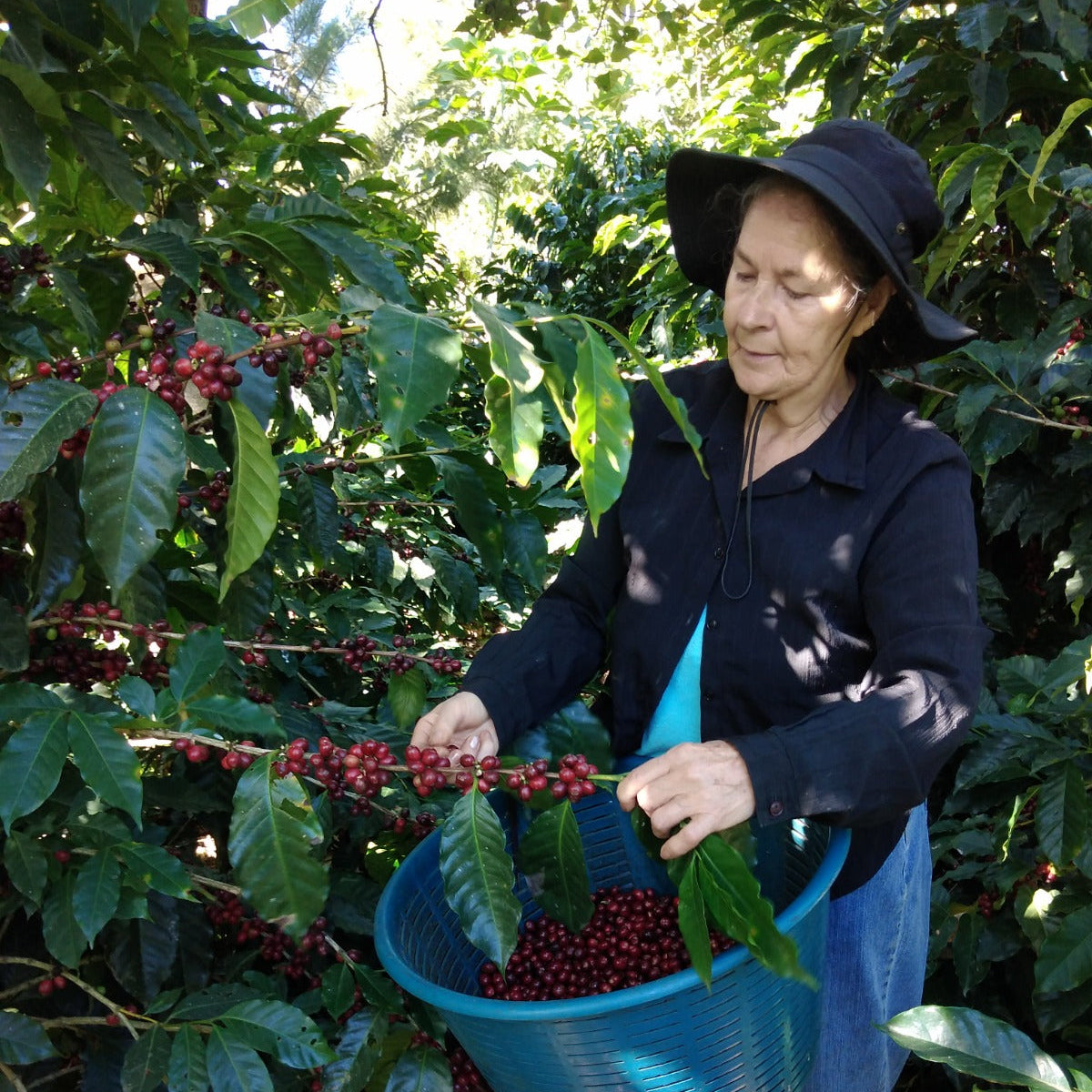 Woman harvesting coffee beans from a tree