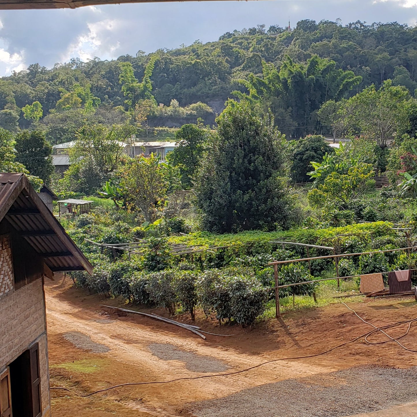 Myanmar Oat Twin