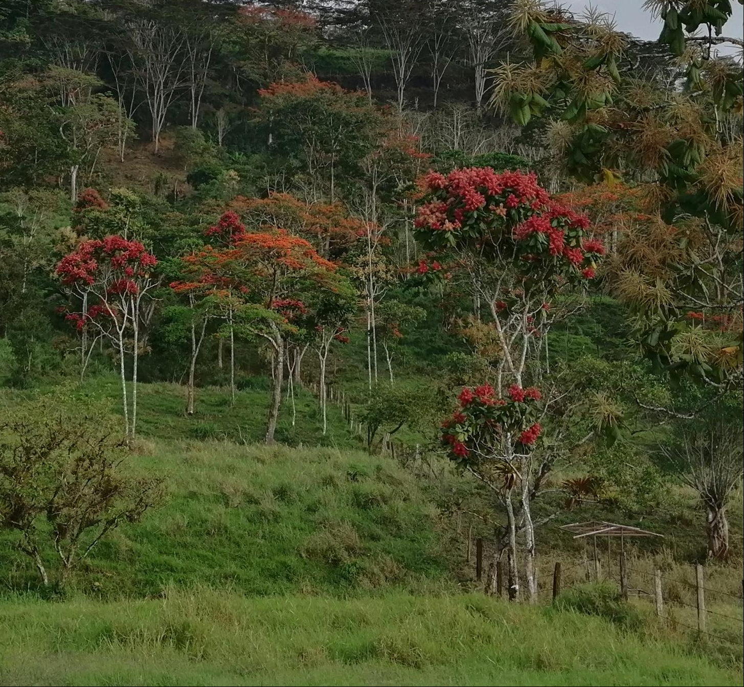 A scenic landscape photograph of a lush green hillside dotted with trees featuring vibrant red flower clusters under a cloudy blue sky.